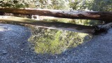 Brook in Cathedral Grove