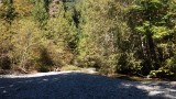 Riverbed in Cathedral Grove