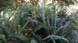 More ferns in Cathedral Grove
