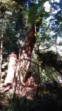 Cathedral Grove