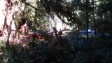 Cathedral Grove