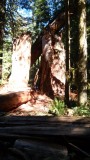 Cathedral Grove