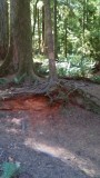 Cathedral Grove
