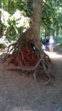 Cathedral Grove