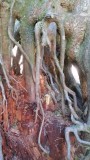 Cathedral Grove