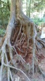 Cathedral Grove