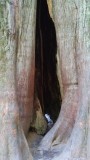 Sneaky tree in Cathedral Grove