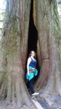 Me in a tree in Cathedral Grove