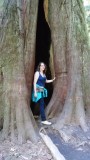 Me again in a tree in Cathedral Grove