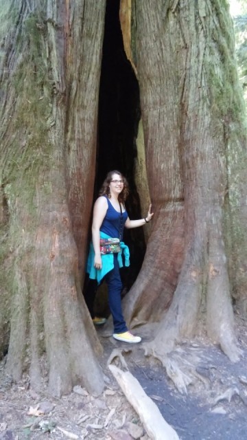 Me again in a tree in Cathedral Grove