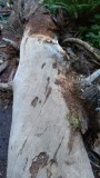 Cathedral Grove