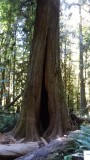 Cathedral Grove