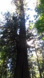 Cathedral Grove