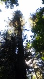 Cathedral Grove