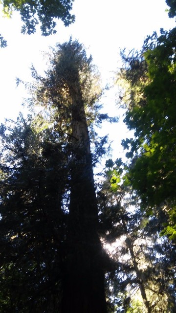 Cathedral Grove