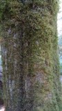 Cathedral Grove