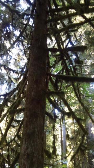 Cathedral Grove