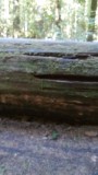 Cathedral Grove