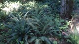 So many giant ferns in Cathedral Grove