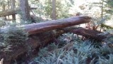 Cathedral Grove