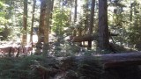 Cathedral Grove