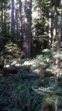 Cathedral Grove