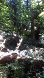 Cathedral Grove