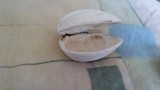 Shell from Parksville Beach