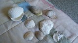 Shells from Parksville Beach