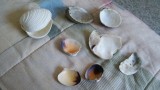 Shells from Parksville Beach