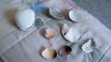 Shells from Parksville Beach