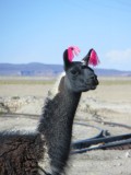 23. Lama