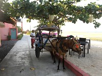 Koetsje