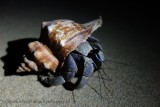 Mr Krab