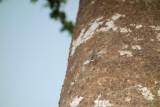 Cicade