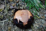 Rafflesia knop na 8 maanden