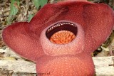 Rafflesia in bloei
