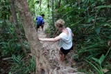 Jungle fever