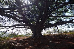 Bodhi tree
