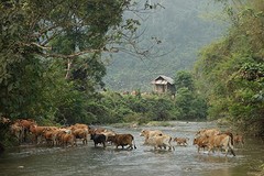 Trekking to village