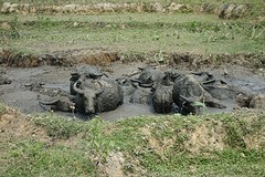 Mud monsters