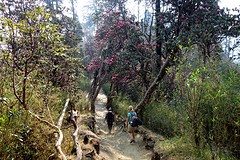 Rhododendronbos