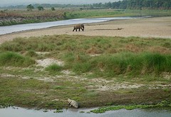 Chitwan national park