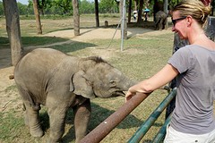 Elephant breeding centre