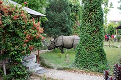 Neushoorn in achtertuin van ons hotel.. Help!