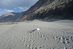 Lost in the desert
