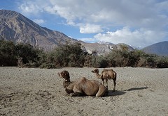 Nubra valley