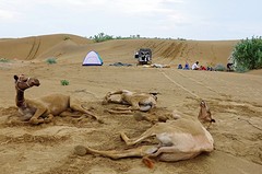 Rollen in zand tegen jeukende vliegen