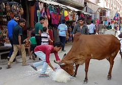 Rice fight