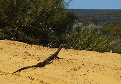 Mr Lizard